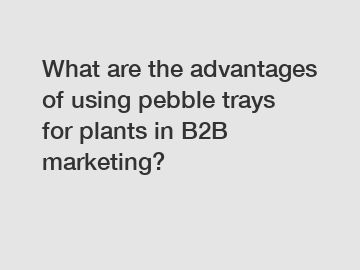 What are the advantages of using pebble trays for plants in B2B marketing?