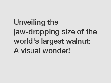 Unveiling the jaw-dropping size of the world's largest walnut: A visual wonder!