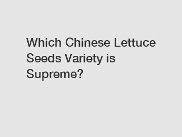 Which Chinese Lettuce Seeds Variety is Supreme?