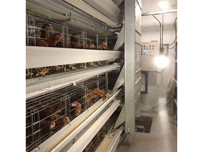 What should I do with my cage for laying hens?