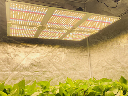 Can LED Grow Lights Affect the Taste and Smell of Vegetables?
